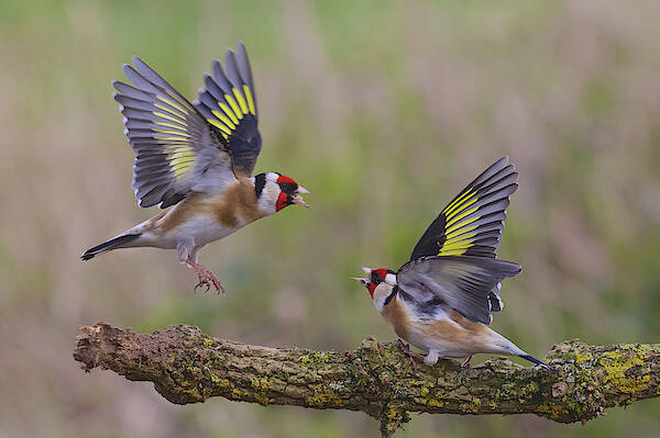 Goldfinch Poster featuring the photograph Dancing Goldfinch by Ray Cooper