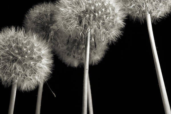 Dandelion Poster featuring the photograph Dandelion by Mike Eingle