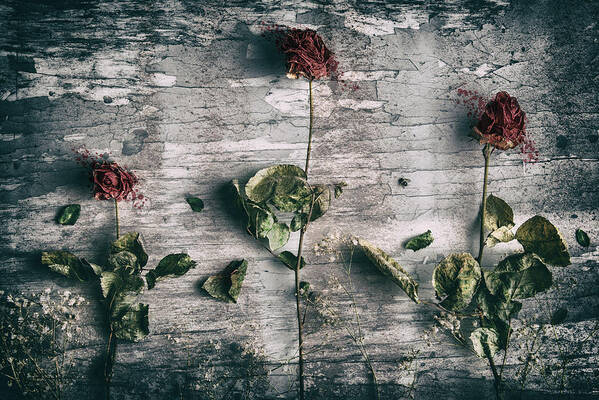 Roses Poster featuring the photograph Dead Roses And A Fly by Petri Damstn