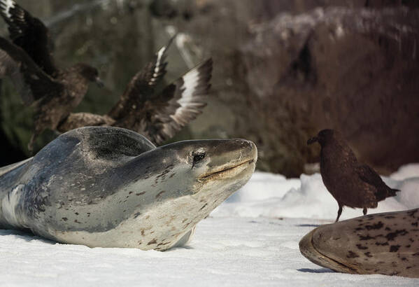 Seal Poster featuring the photograph Deadly Charm by Alex Lapidus