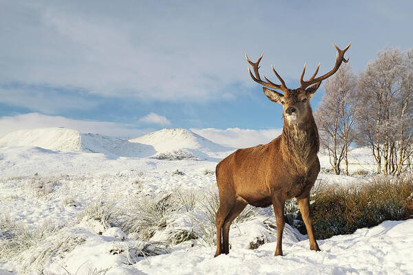 Deer Stag Poster featuring the photograph Deer in the snow by Grant Glendinning