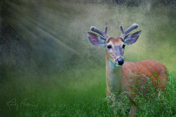Buck Poster featuring the photograph Deer in Velvet by Randall Allen