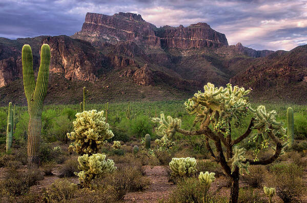 Superstition Poster featuring the photograph Desert Mountains and Cactus by Dave Dilli