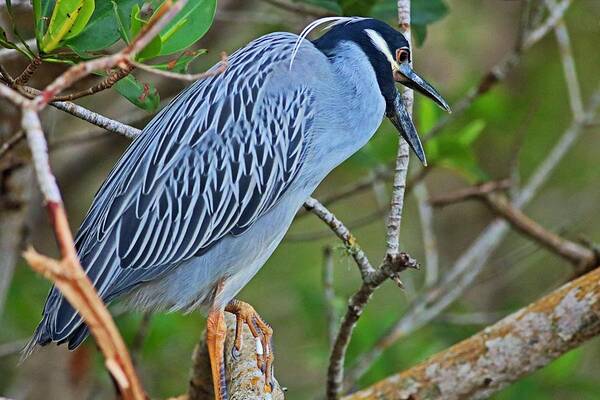 Yellow-crowned Night Heron Poster featuring the photograph Despite the Look on My Face, You're Still Talking by Michiale Schneider