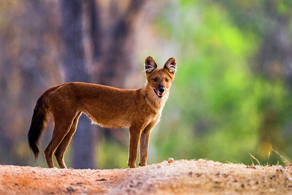 Photography Poster featuring the photograph Dhole Cuon Alpinus Standing And Looking by Panoramic Images