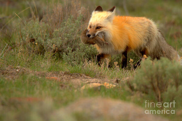 Fox Poster featuring the photograph Dinner For The Red Fox by Adam Jewell