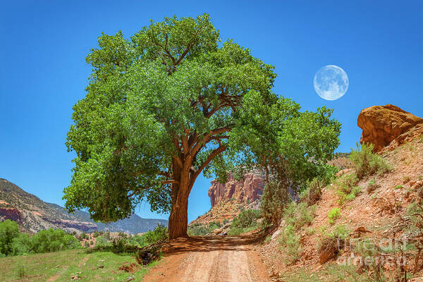 Canyon Poster featuring the photograph Distant Escalante Moon by Janice Pariza
