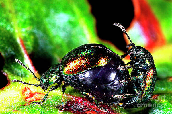 Rumex Obtusifolius Poster featuring the photograph Dock Leaf Beetles Mating by Dr Keith Wheeler/science Photo Library