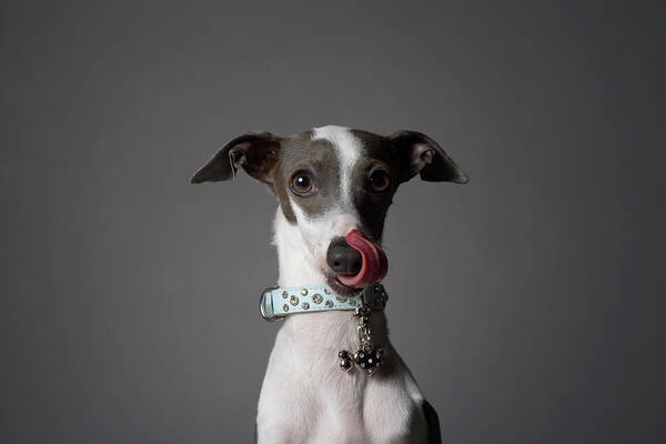 Pets Poster featuring the photograph Dog Licking His Nose by Chris Amaral