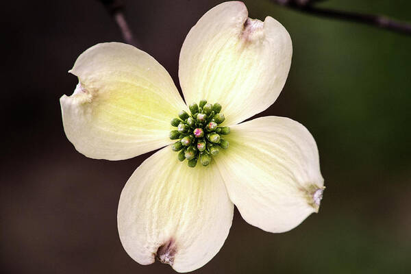 Flower Poster featuring the photograph Dogwood by Don Johnson