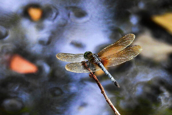 Carolina Beach State Park Poster featuring the photograph Dragonfly at the Swamp by Tana Reiff