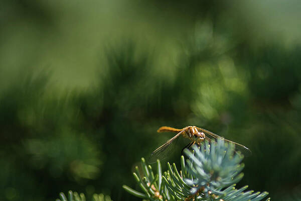 Macro Photography Poster featuring the photograph Dragonfly by Julieta Belmont