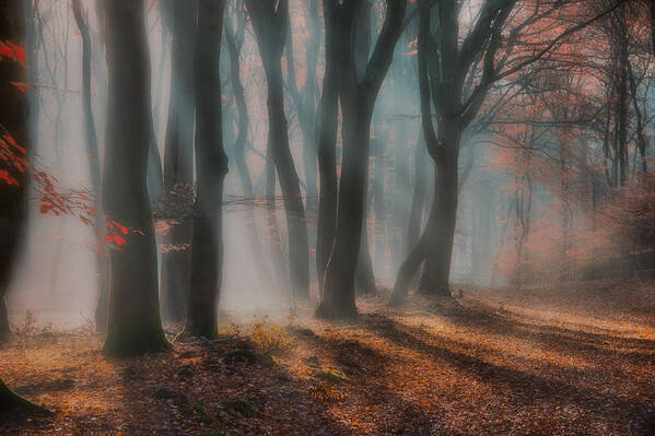 Landscape Poster featuring the photograph Dreamy Forest ....... by Piet Haaksma