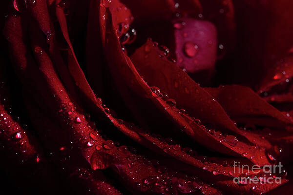 Rose Poster featuring the photograph Droplets On The Edge by Mike Eingle