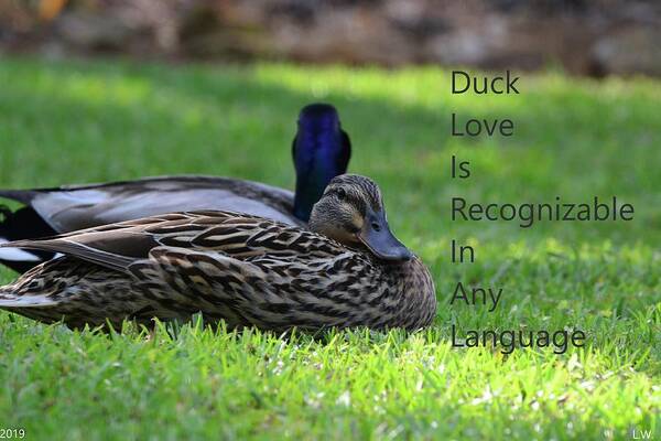 Duck Love Poster featuring the photograph Duck Love by Lisa Wooten