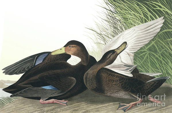 Duck Poster featuring the painting Dusky Duck, Anas Obscura by Audubon by John James Audubon