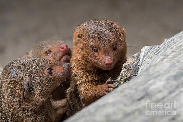 Common Dwarf Mongoose Poster featuring the photograph Dwarf Mongooses by Arterra Picture Library