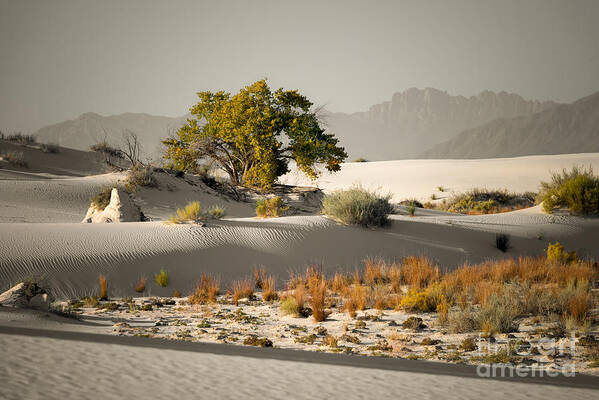 White Sands National Monument Poster featuring the photograph Early Morning by Lisa Manifold