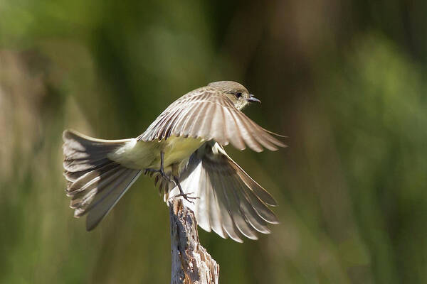 Phoebe Poster featuring the photograph Eastern Phoebe by Paul Rebmann