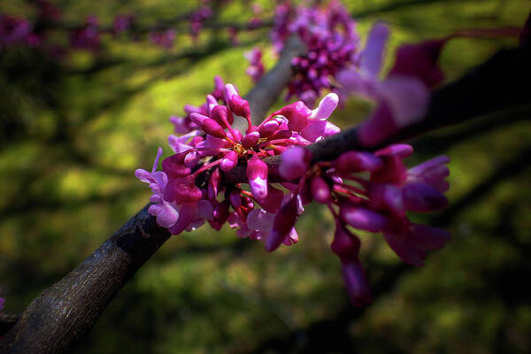 Cercis Canadensis Poster featuring the photograph Eastern Redbud by Greg and Chrystal Mimbs