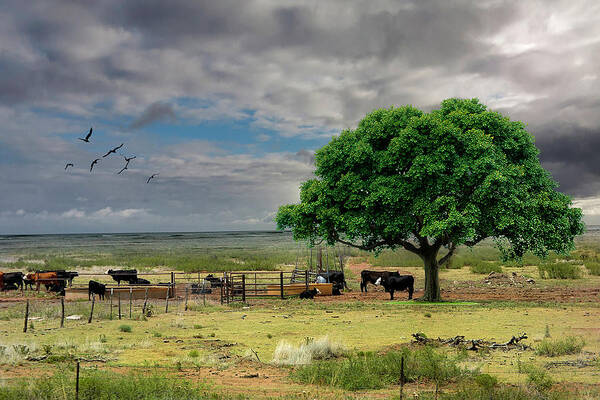 Cows Poster featuring the jewelry Edit This, Cows in Pasture by Sandra J's