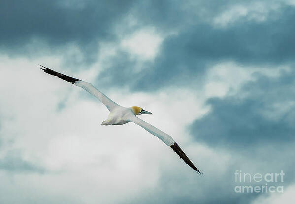 Action Poster featuring the photograph Elegant Gannet Flies Over Blue Sky With Widespread Wings by Andreas Berthold
