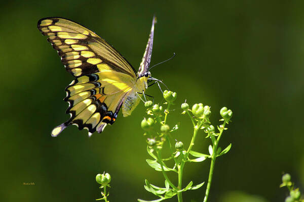 Butterflies Poster featuring the photograph Elegant Swallowtail Butterfly by Christina Rollo