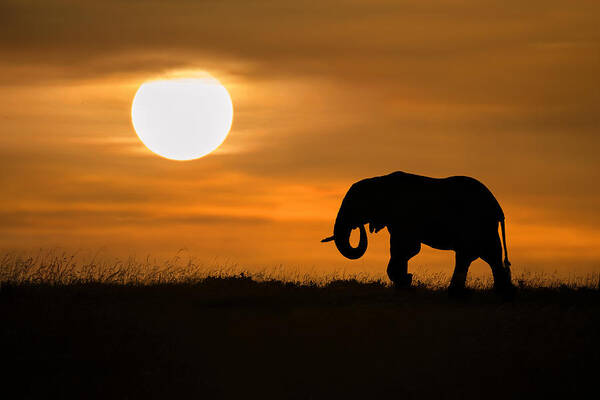 Africa Poster featuring the photograph Elephant At Dawn by Xavier Ortega