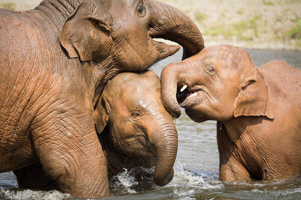 Elephant Poster featuring the photograph Elephant Family by Nicole Young