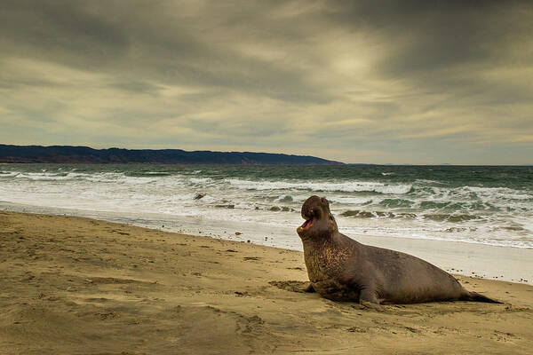 Sebastian Kennerknecht Poster featuring the photograph Elephant Seal Displaying, Point Reyes by Sebastian Kennerknecht