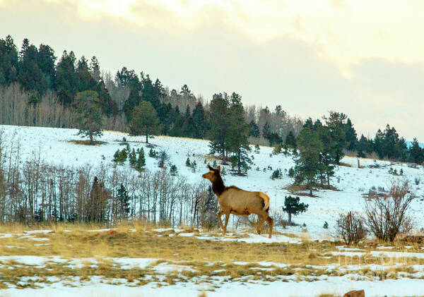 Elk Poster featuring the photograph Elk cow on a Winter Morning by Steven Krull