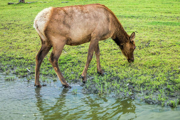 Elk Cow Poster featuring the photograph Elk Cow by Phyllis Taylor