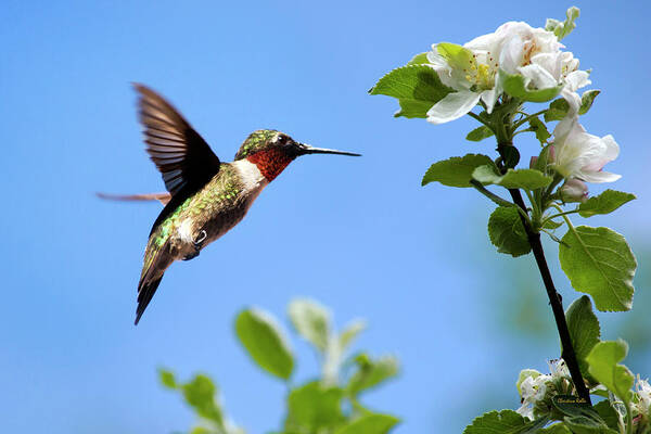 Hummingbird Poster featuring the photograph Eternal Hummingbird by Christina Rollo