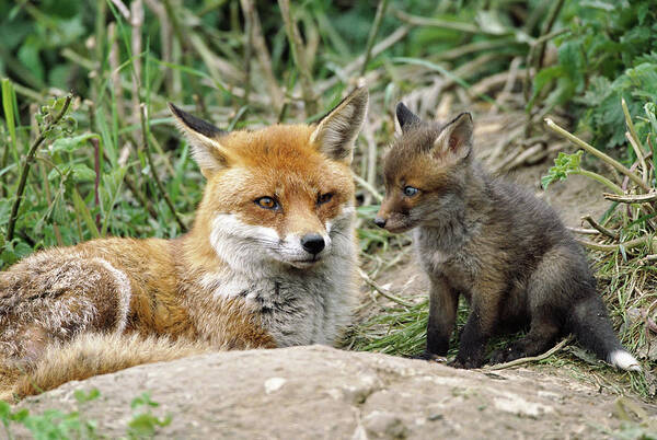 Animal Poster featuring the photograph European Red Fox Vulpes Vulpes With Cub by Nhpa