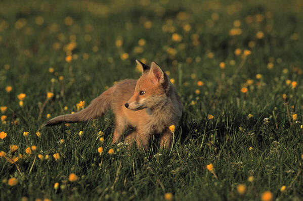 Animal Poster featuring the photograph European Red Fox Young Vulpes Vulpes by Nhpa