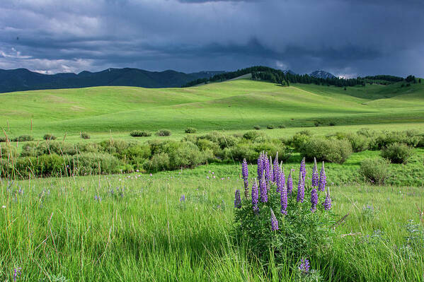 Lupine Poster featuring the photograph Evening on the Montana Range by Douglas Wielfaert