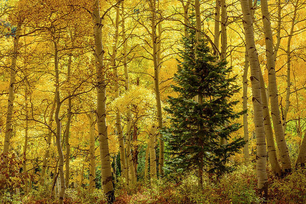 Colorado Poster featuring the photograph Evergreen in the Aspen Grove by James Covello
