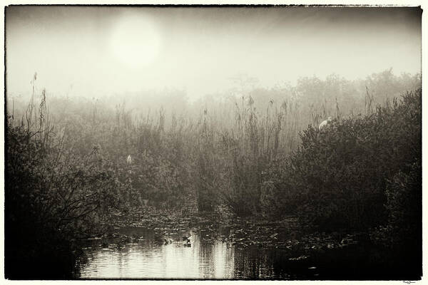 Everglades Poster featuring the photograph Eveverglades Sunrise in black and white by Rudy Umans
