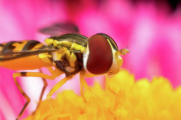 Macro Hoverfly Hover Fly Fly Flies Insect Extreme Macro Close-up Closeup Close Up Magnify Magnification Outside Outdoors Nature Flower Brian Hale Brianhalephoto Poster featuring the photograph Extreme Hoverfly by Brian Hale