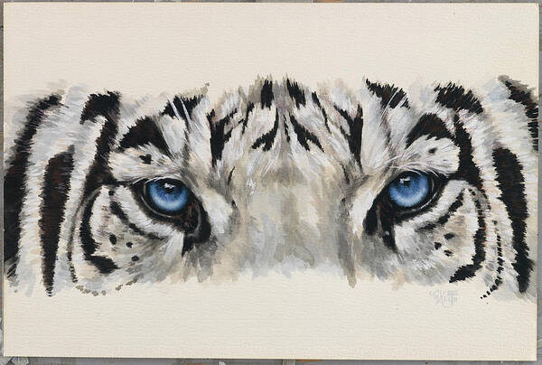 Tiger Poster featuring the painting Eye-catching White Tiger by Barbara Keith