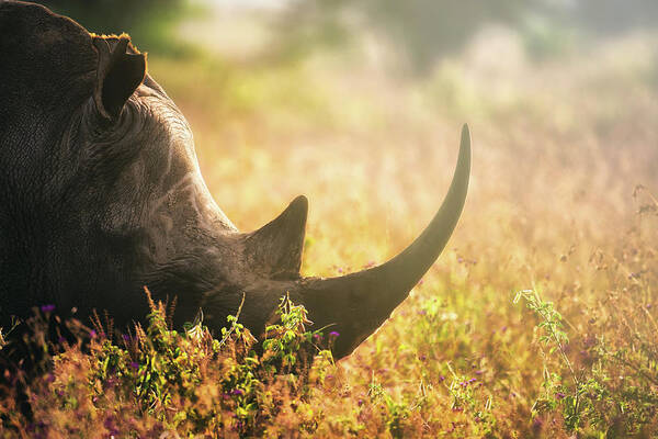 Rhino Poster featuring the photograph Fading Away by Mohammed Alnaser