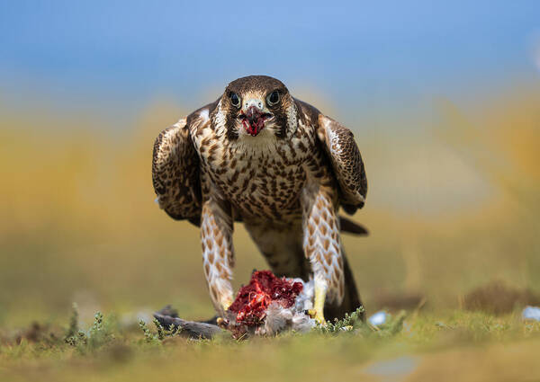 Falcon
Kill
Nature
Bird
Fly Poster featuring the photograph Falcon Posing Head On With A Kill by Manish Nagpal