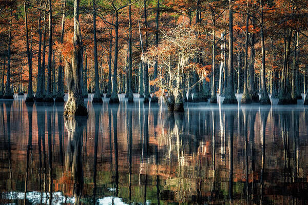 Abstract Poster featuring the photograph Fall at Cypress Lake by Alex Mironyuk