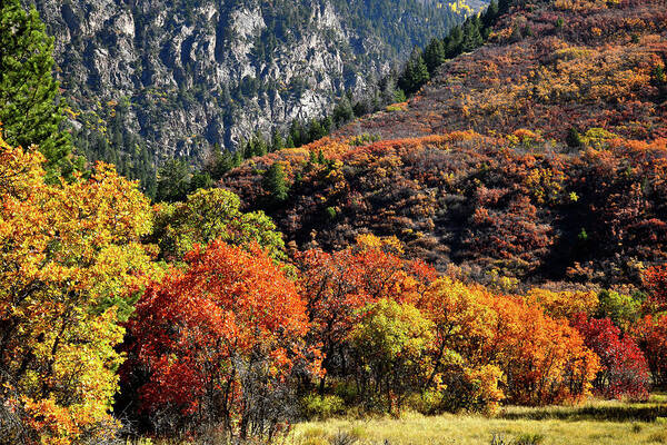 Colorado Poster featuring the photograph Fall Colored Oaks in Avalanche Creek Canyon by Ray Mathis