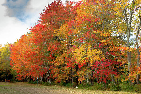 Autumn Poster featuring the photograph Fall Colors by Doug Camara