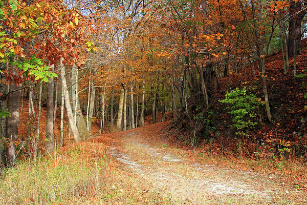 Fall Leaves On Path Poster featuring the photograph Fall Leaves on Path by Angela Murdock
