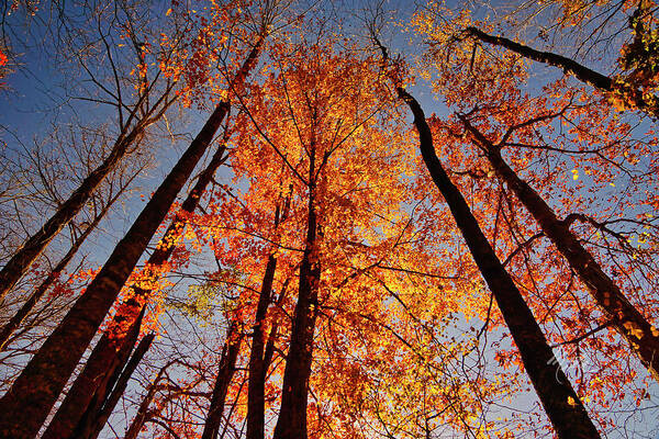 Leaves Poster featuring the photograph Fall Trees Sky by Meta Gatschenberger