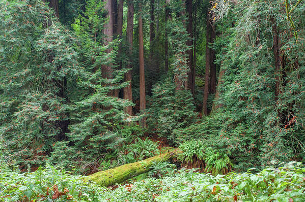 Muir Woods Poster featuring the photograph Fallen Redwood with Moss by Mark Duehmig