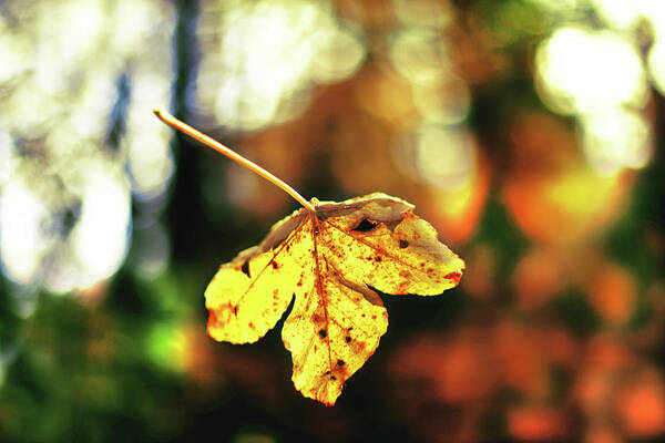 Zurich Poster featuring the photograph Falling Leave With Bokehlicious Autumn by Image By Chris Frank