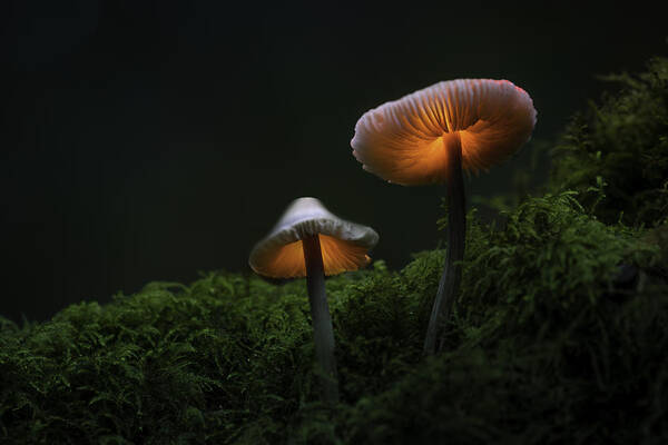 Bokeh Poster featuring the photograph Fantasy Mushrooms by Kutub Uddin